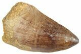 Fossil Mosasaur (Prognathodon) Tooth - Morocco #286299-1